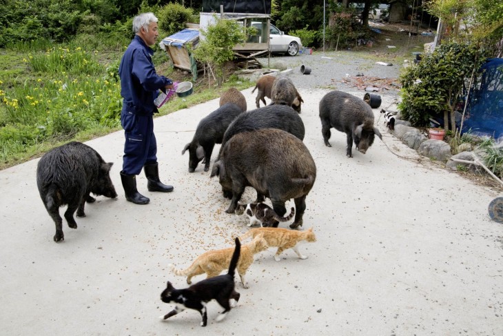 japones con cerdos y gatos