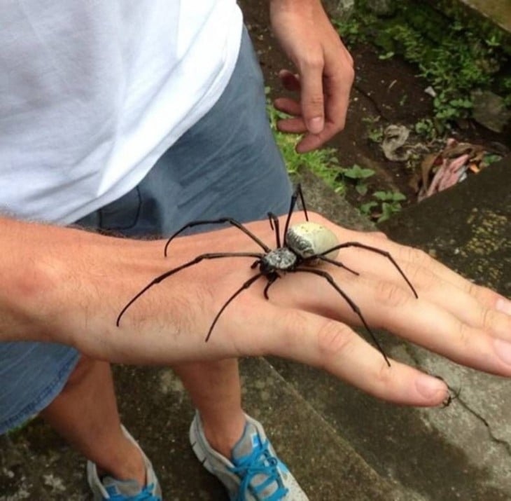 araña gigante