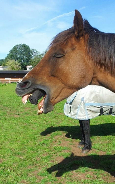 Caballo abriendo en hocico y simula que su lengua es otro caballo que esta a un costado 