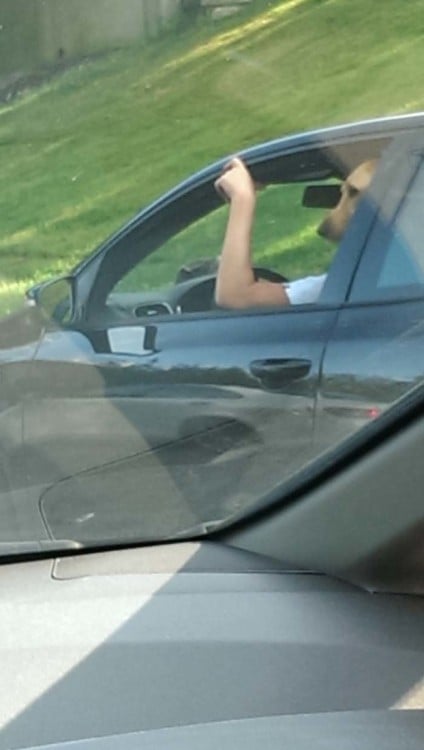 Foto tomada desde un carro hacia otro donde aparece un cuerpo de humano con cabeza de perro y simula que el animal va caminando