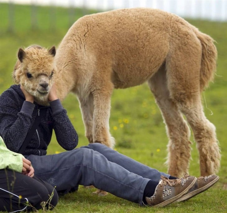 chica sentada en el pasto con una alpaca a un costado y con la cabeza frente a ella 