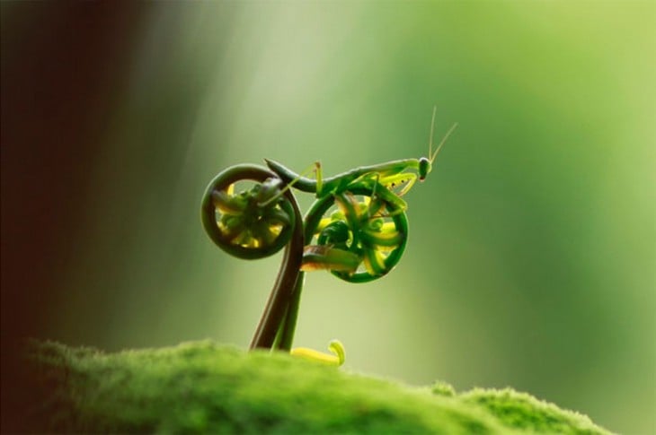 Una mantis religiosa sobre helechos que forman y simulan una bicicleta 