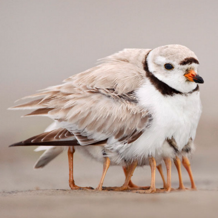 paloma que esta junto a otras palomas y parece tener muchas patas 