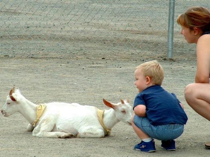 Cabra que simula tener dos cabezas un niño y su madre agachados junto a ella 