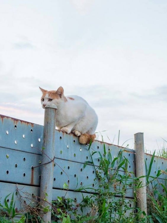 Gato sobre una barda simulando que se come un poste 