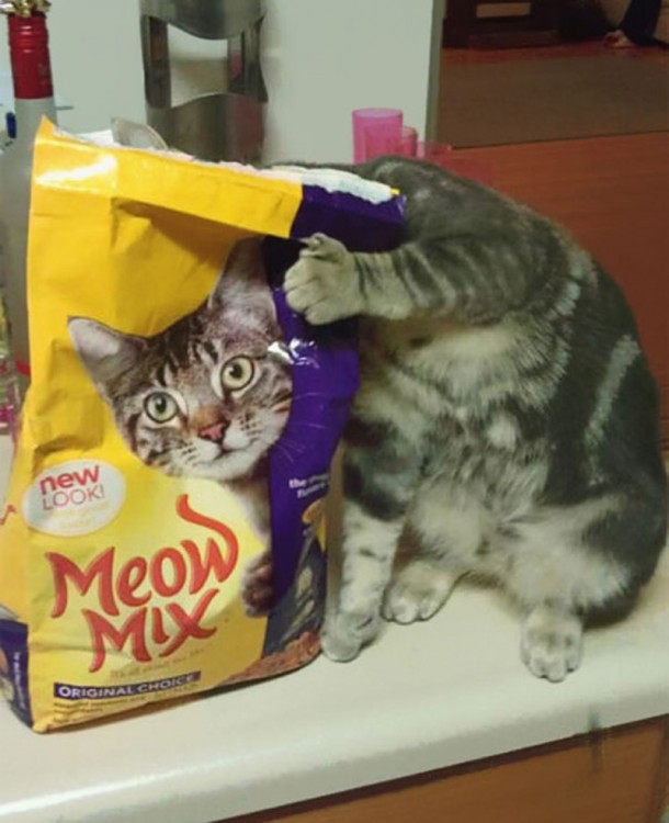 Un gato escondiendo su cabeza tras una bolsa de comida para gatos 