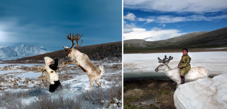 renos salvajes en mongolia