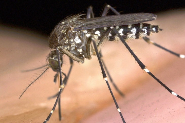 aedes egiptis, mosquito del Dengue
