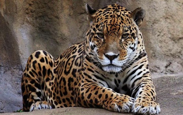 leopardo descansando