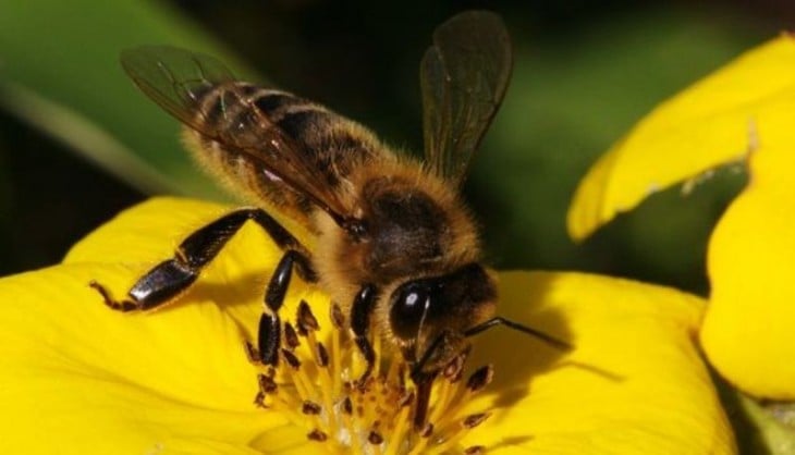 Abeja polinizando flor amarilla