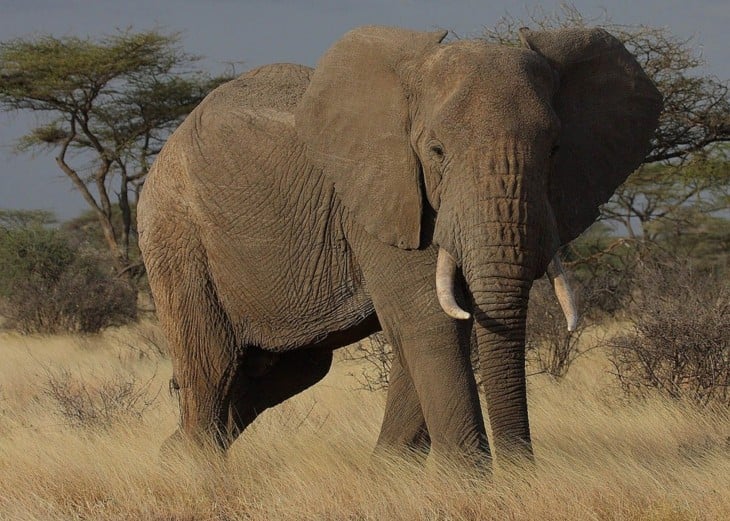 los animales más letales Elefantes