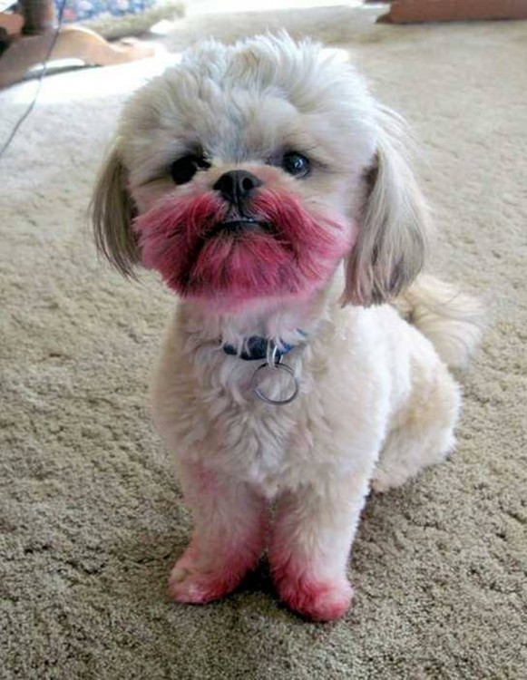 caniche blanco con la boca sucia de algo rosado