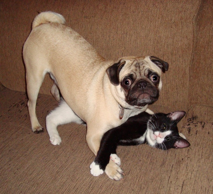 perro pug jugando con gato negro