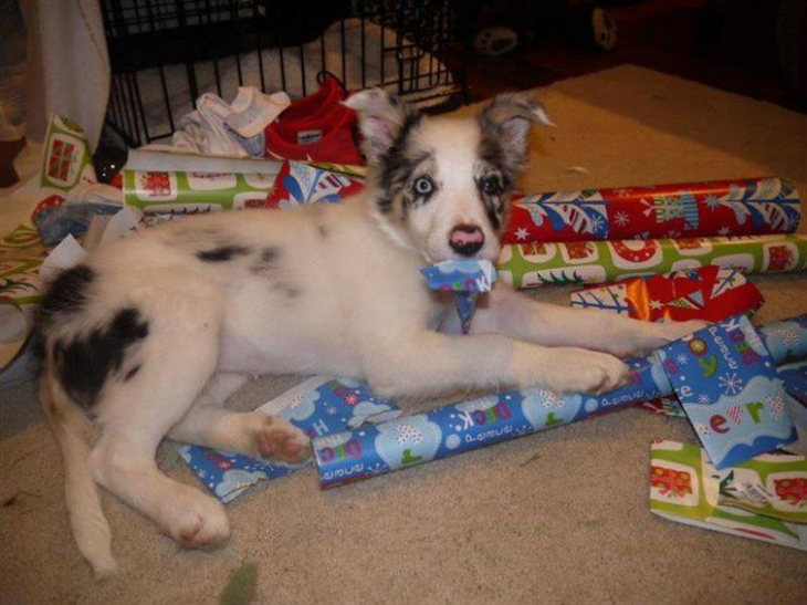 perro rompiendo los regalos