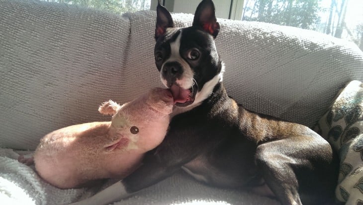 perro buldog frances con peluche de cerdo en sofa