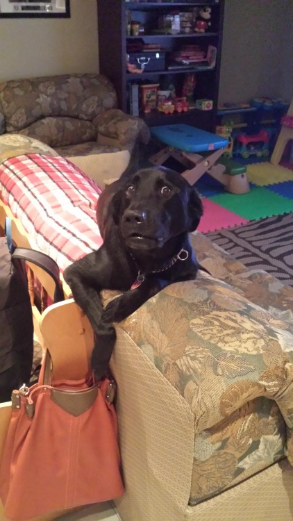 perro negro acostado en cama