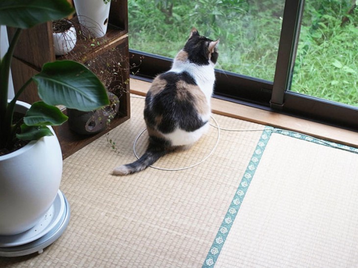gato sentado en un circulo al lado de la ventana