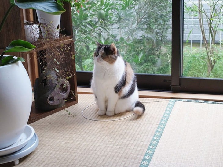 gato sentado en un circulo al lado de la ventana