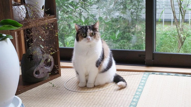 gato sentado en un circulo al lado de la ventana