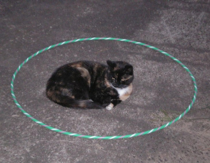 gato atigrado sentado en un circulo