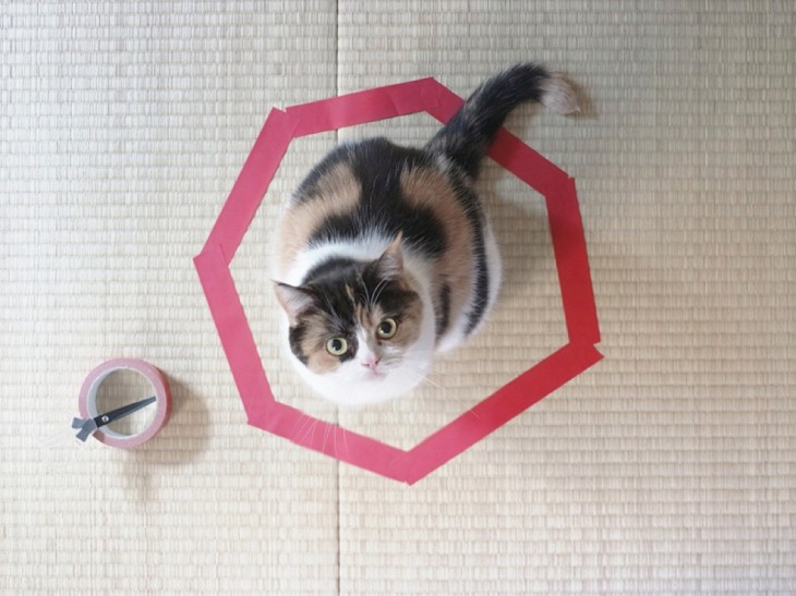 gato blanco y negro sentado encima de círculo violeta