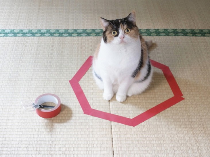 gato blanco y negro sentado encima de círculo  violeta