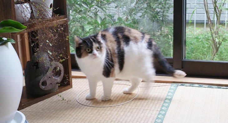 gato blanco y negro encima de un círculo en el piso