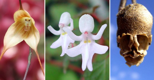 pareidolia de flores que paresen personas animales y objetos