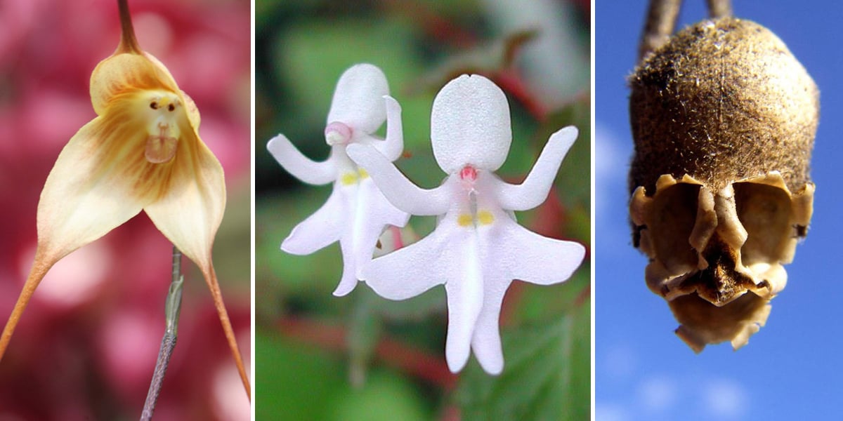 17 flores su aspecto parece personas, animales o cosas 17 flores su aspecto parece personas, animales o cosas