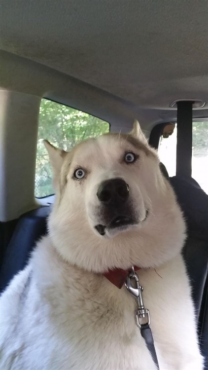 perro blanco asustado con los ojos de color azul