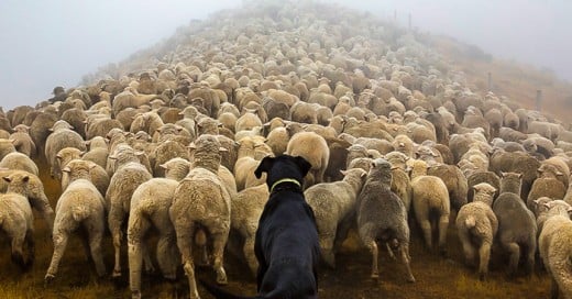 fotografo retrata a los perros mas trabajadores del mundo