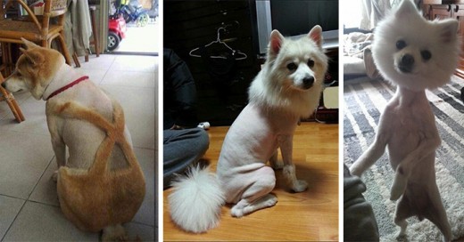 perros peor corte de cabello del mundo