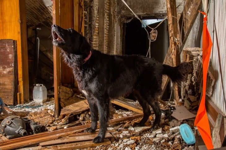 Perro de búsqueda y rescate urbano