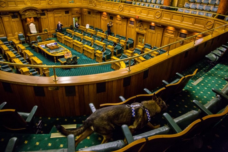 Perro policía en el parlamento