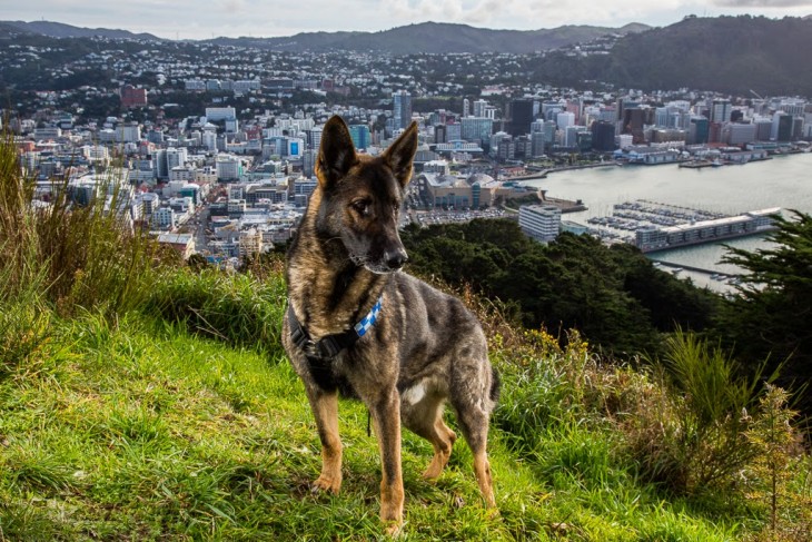 Perro policía