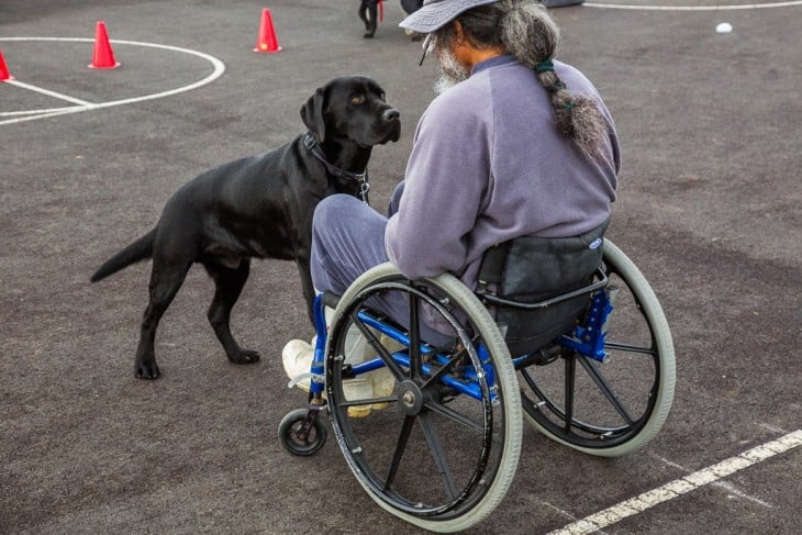 hombre en silla de ruedas con perro entrenado asistiendolo