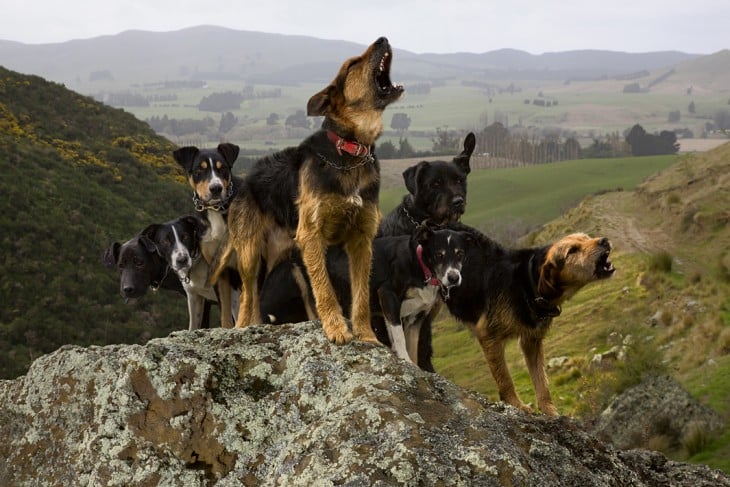 Perros de búsqueda y rescate