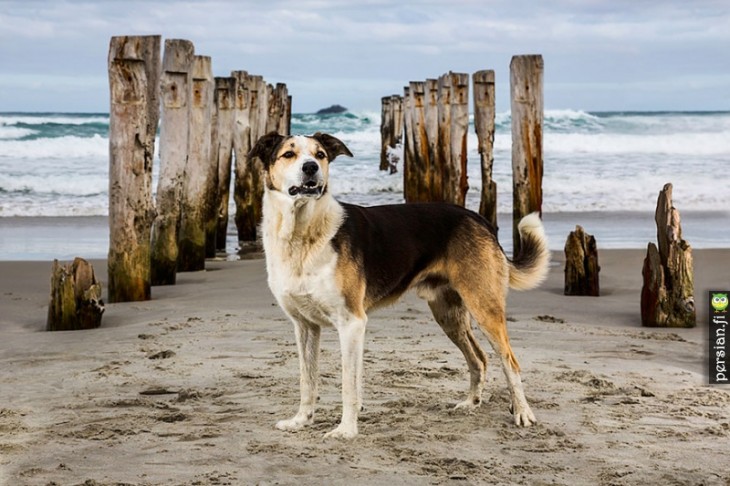 Perros de búsqueda y rescate