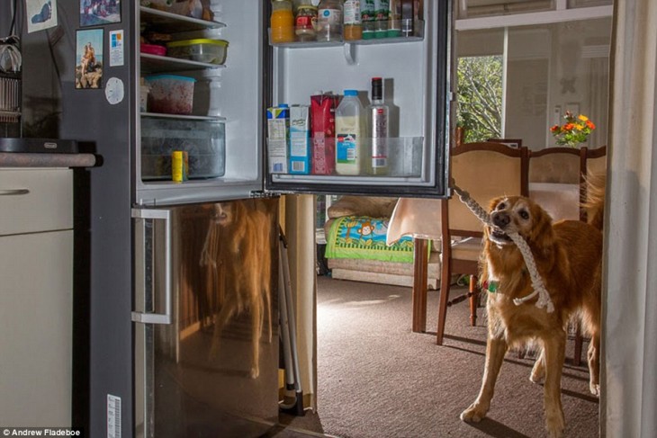 Perros para personas con epilepsia 