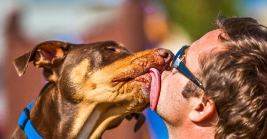 el verdadero significado de una lamida de perro