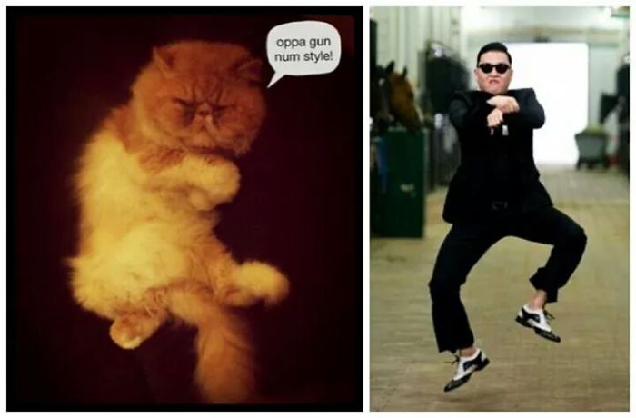 Gatito Gangnam Style