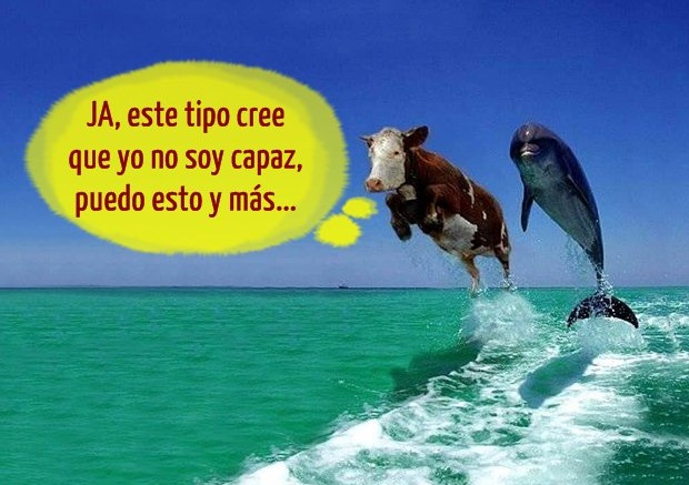 vaca-delfin-volando