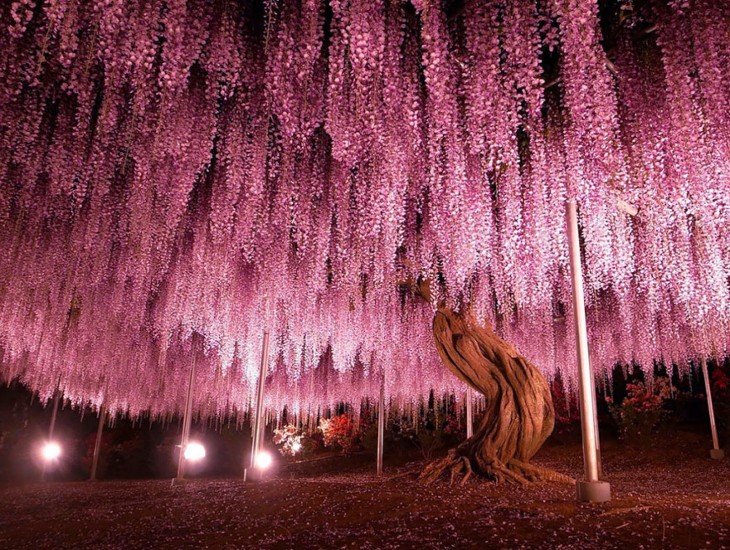 Árbol en color Rosa ubicado en Japón 