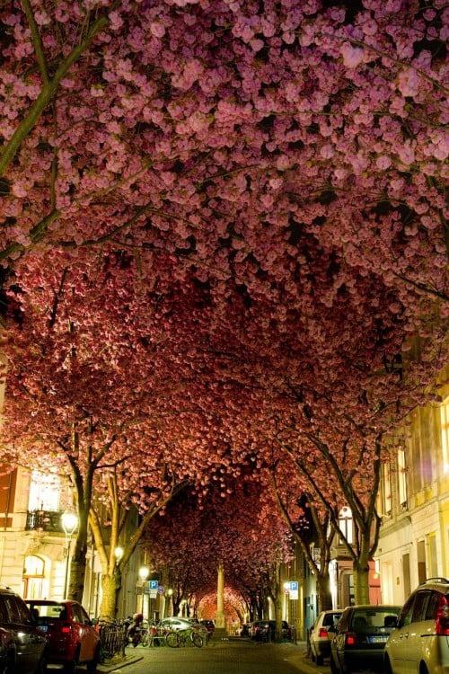 árbol con flores de cerezos forman un tunel en Bonn Argentina 