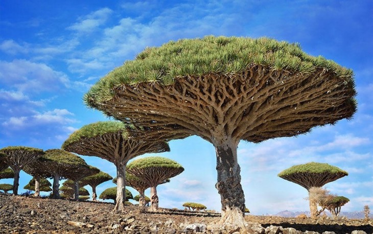 árboles dragón de Yemen 