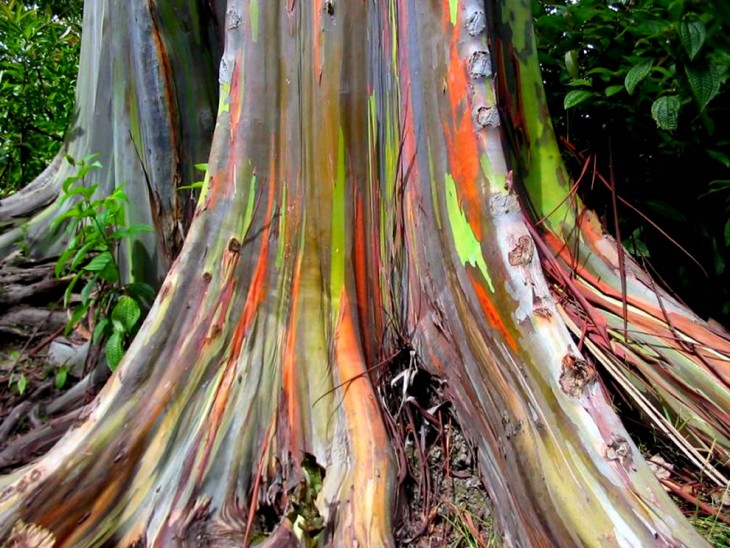 raíz y base de un árbol con colores 