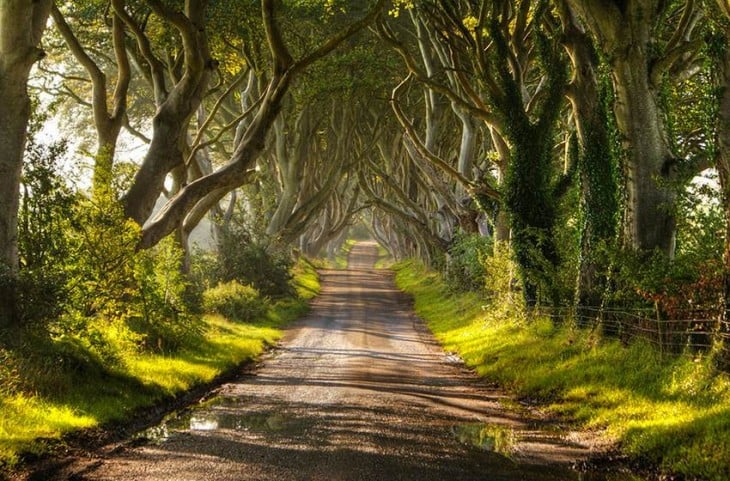 árboles Dark Heges en Irlanda de día 