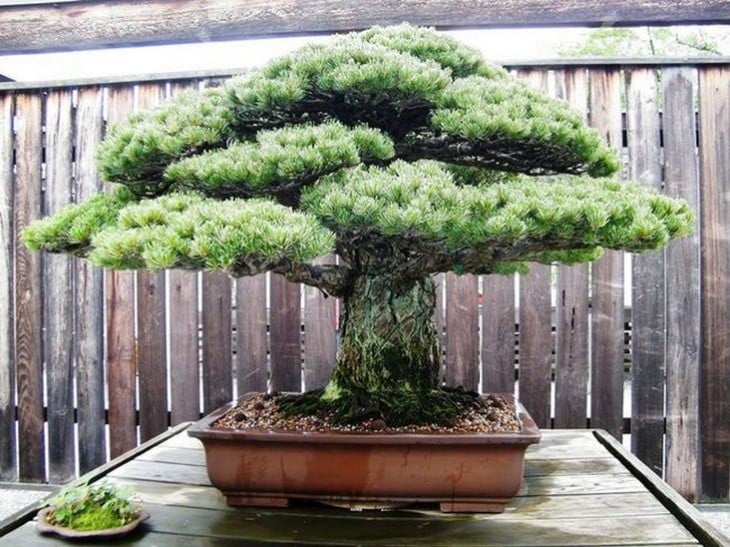 bonsái japonés de 400 años de edad 