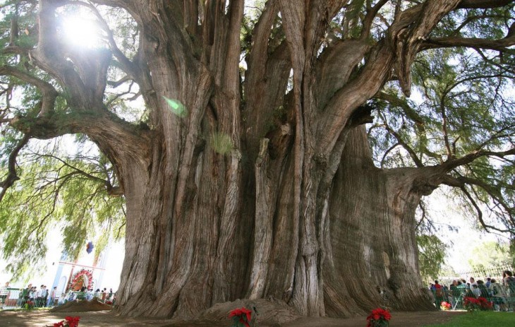 árbol del Tule en México 