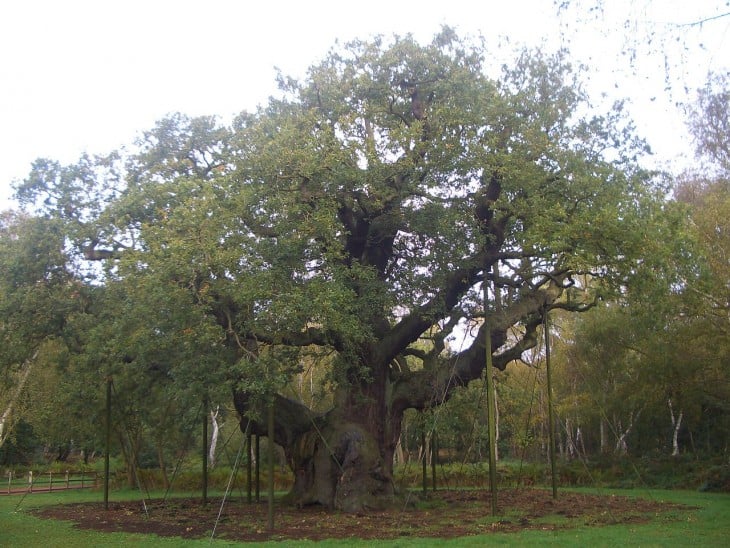 árbol roble mayor ubicado en un parque con una antigüedad de más de 1.000 años 